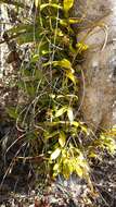 Image of Bulbophyllum rubrum Jum. & H. Perrier