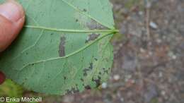 Image of Stigmella populetorum (Frey & Boll 1878) Wilkinson et al. 1979