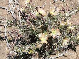 Image of Monsonia salmoniflora (Moffett) F. Albers