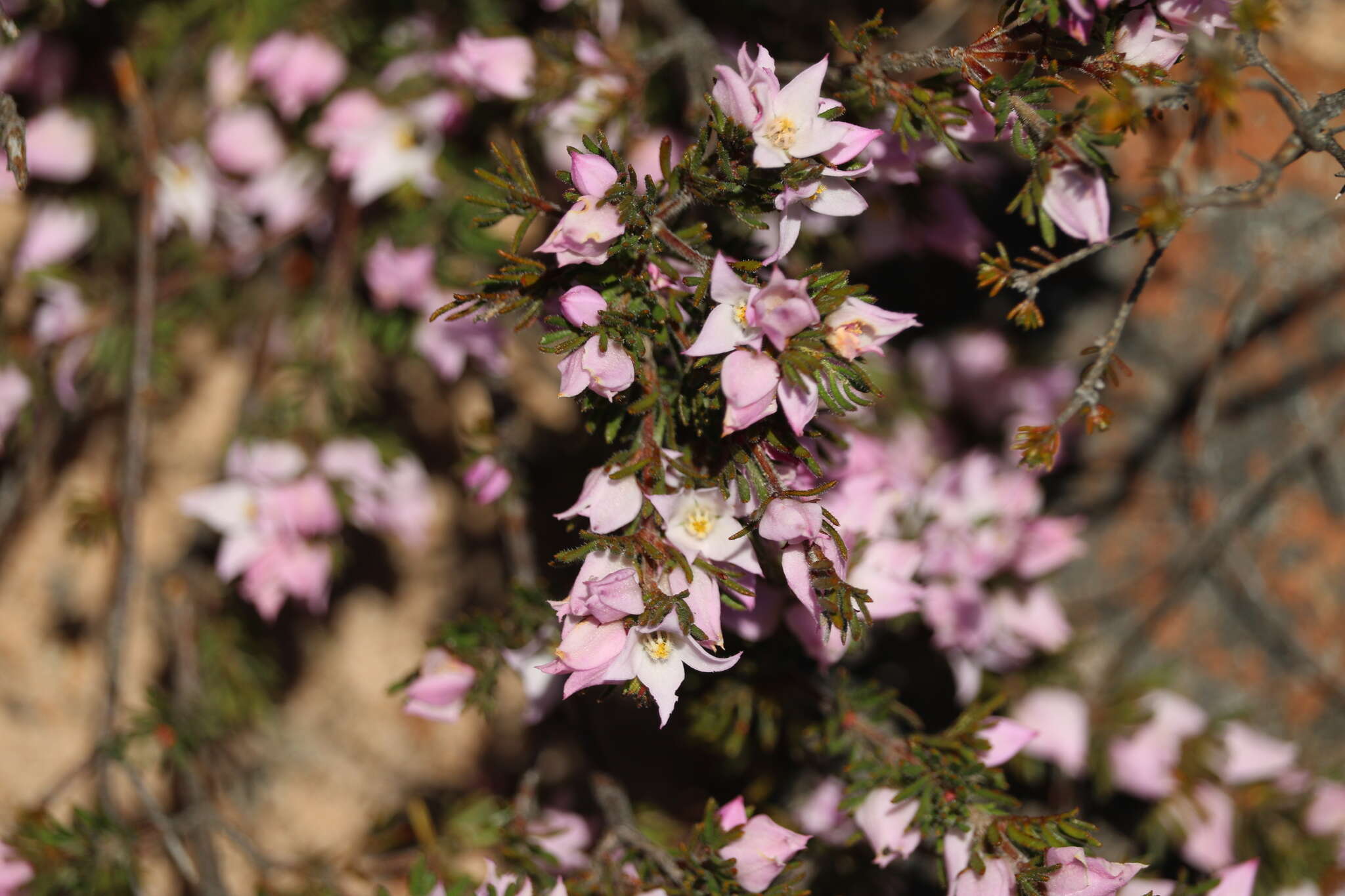 Image of Boronia pilosa subsp. pilosa