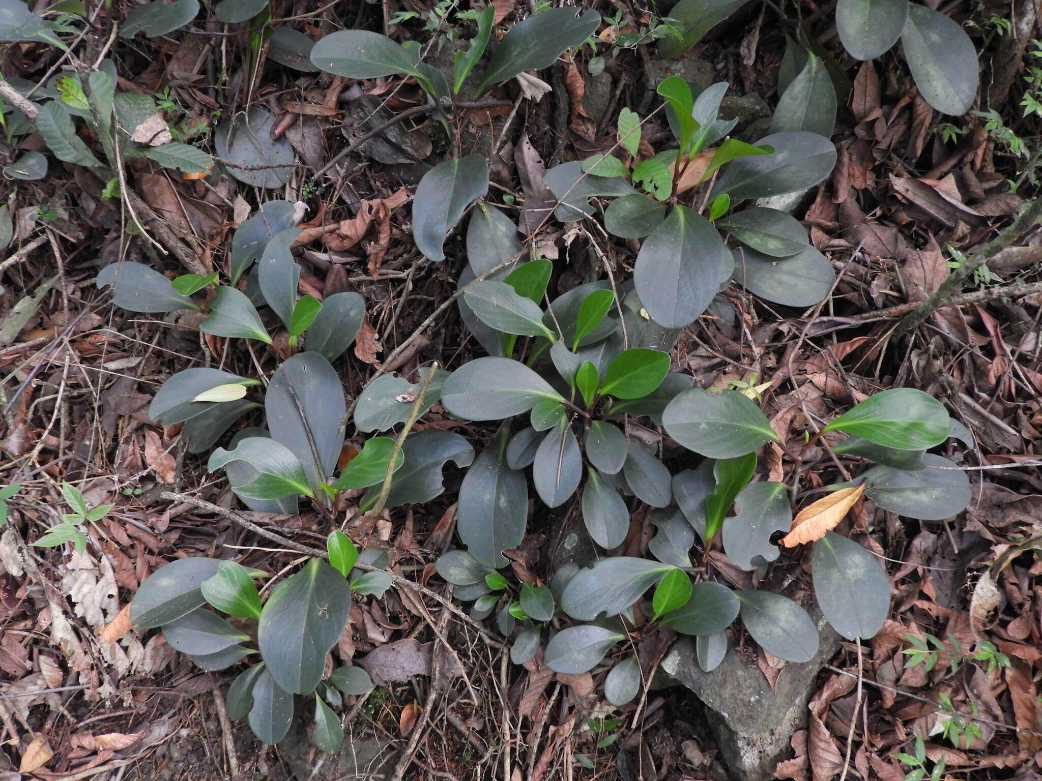 Peperomia obtusifolia (L.) A. Dietr. resmi