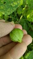 Image de Physalis longifolia var. subglabrata (Mackenzie & Bush) Cronq.