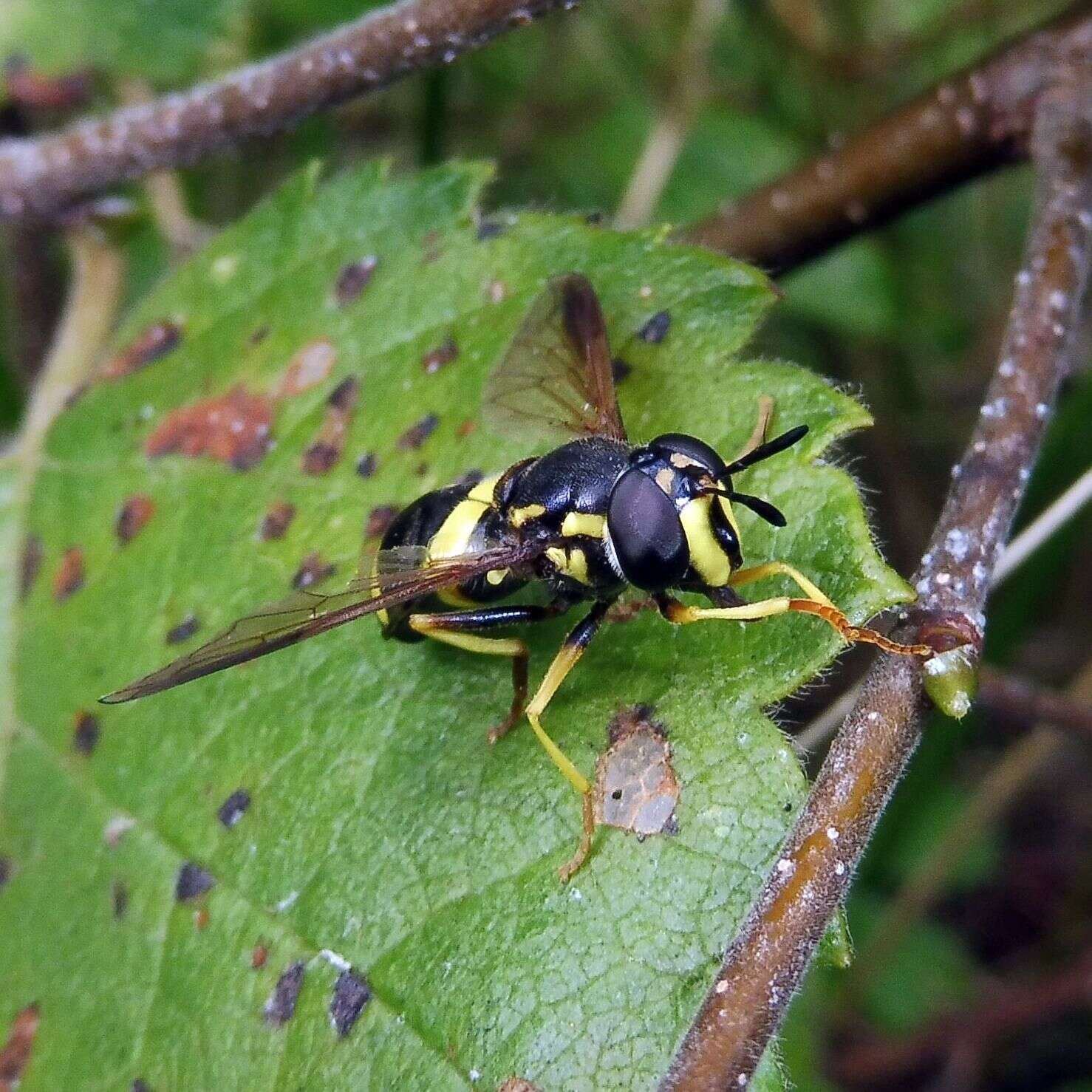 Imagem de Chrysotoxum bicincta (Linnaeus 1758)