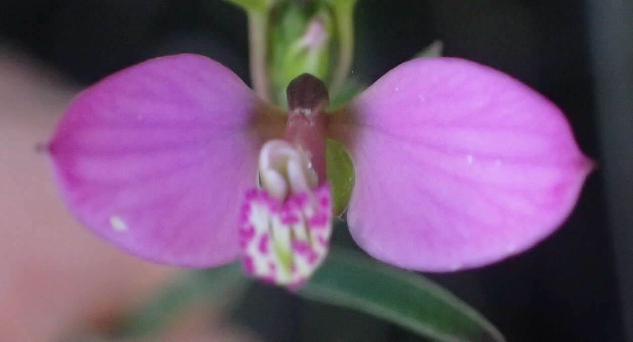 Image de Polygala triquetra Presl