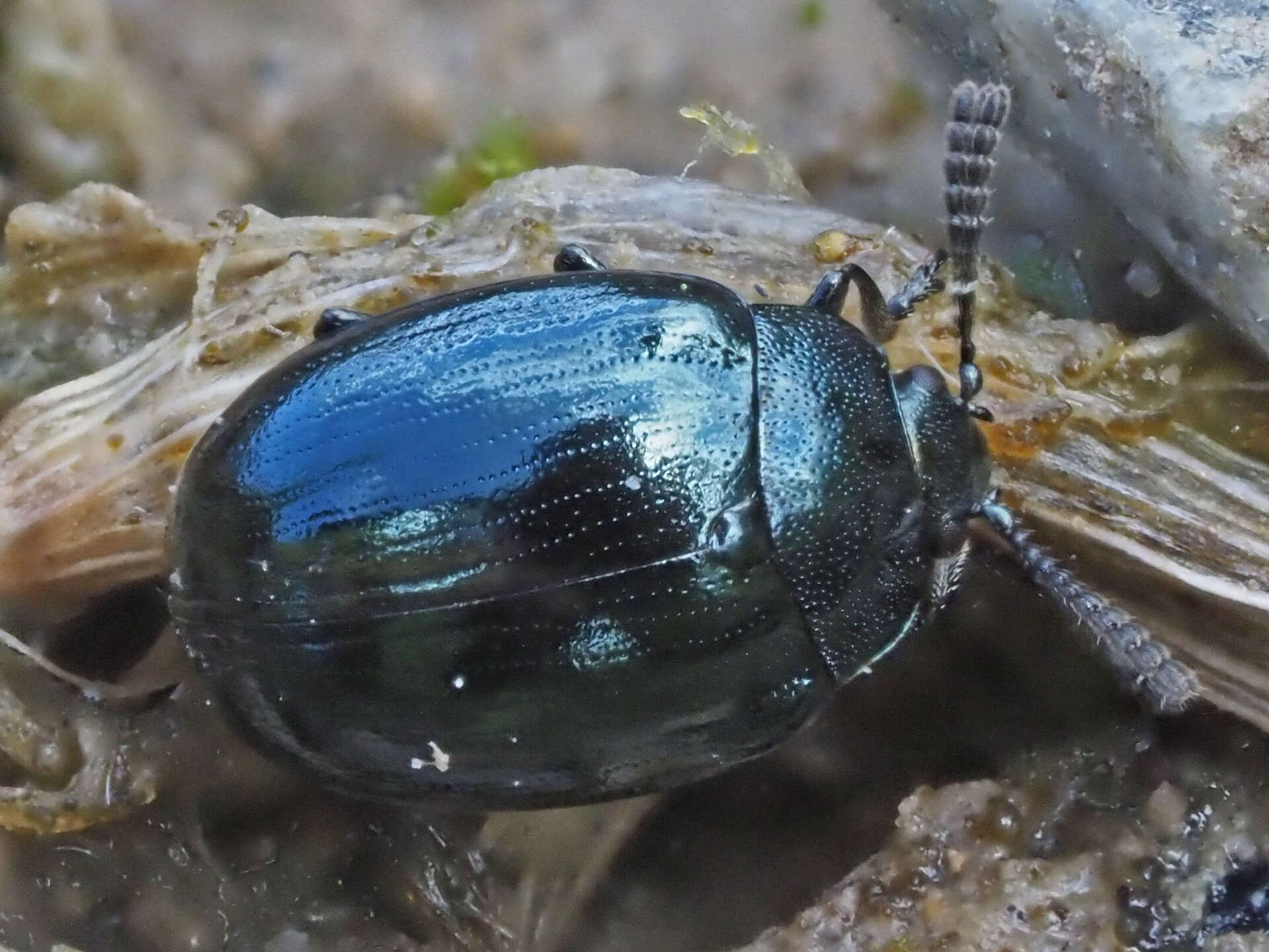 Слика од Phaedon (Phaedon) armoraciae (Linnaeus 1758)