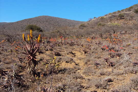 Aloe spectabilis Reynolds resmi