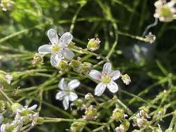 Plancia ëd Eremogone capillaris var. americana (Maguire) R. L. Hartman & Rabeler