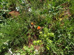 Image of Gomphrena arborescens L. fil.