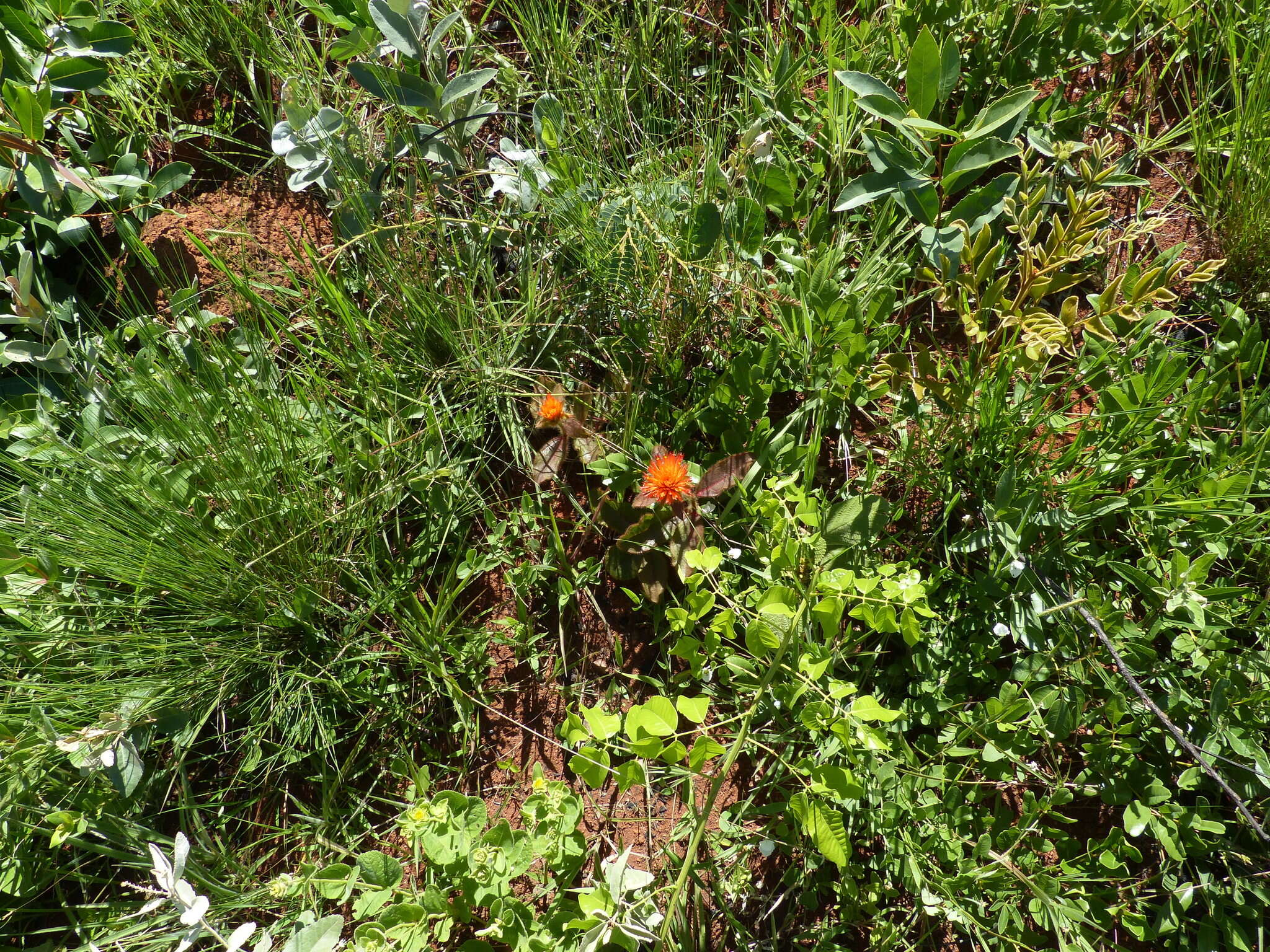 Image of Gomphrena arborescens L. fil.