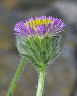 Image of Erigeron major (Boiss.) Vierh.