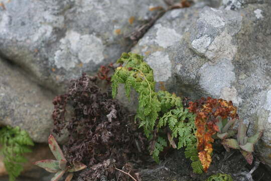 Image of Davallia chaerophylloides (Poir.) Steud.