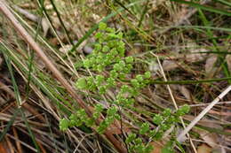 Image of Adiantum aethiopicum L.