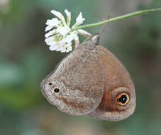 Image of Callerebia hybrida Butler 1880