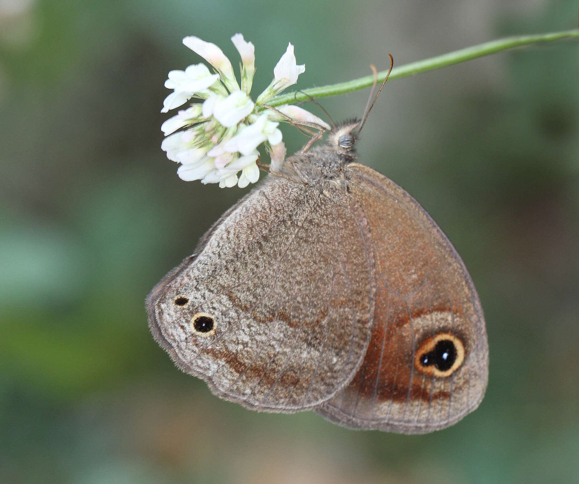 Image of Callerebia hybrida Butler 1880