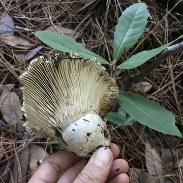 Image of Russula densifolia Secr. ex Gillet 1876