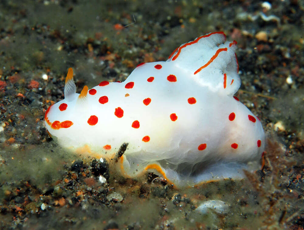 Image of Red spotted transluscent slug