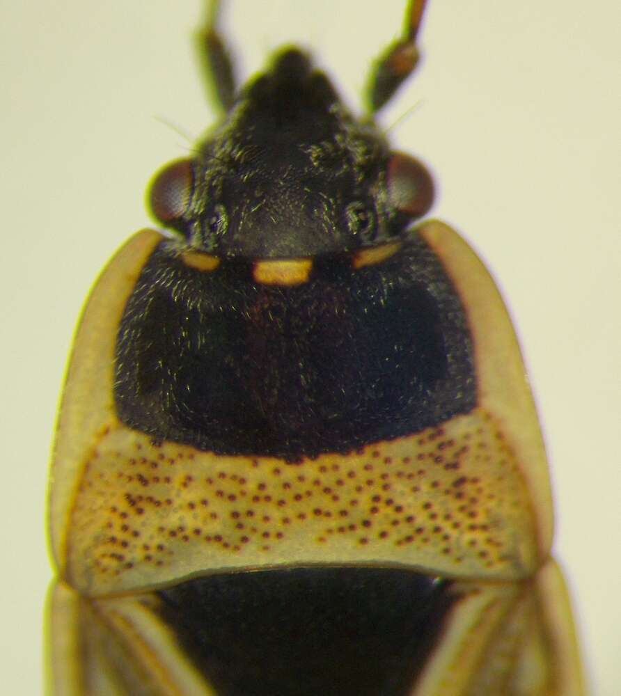 Rhyparochromus (Xanthochilus) quadratus (Fabricius & J. C. 1798) resmi