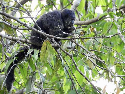 Image of Geoffroy’s Monk Saki