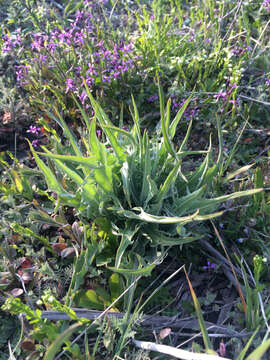 Image of tapertip hawksbeard