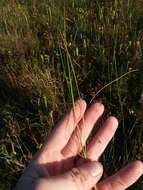 Image of Large Beak Sedge