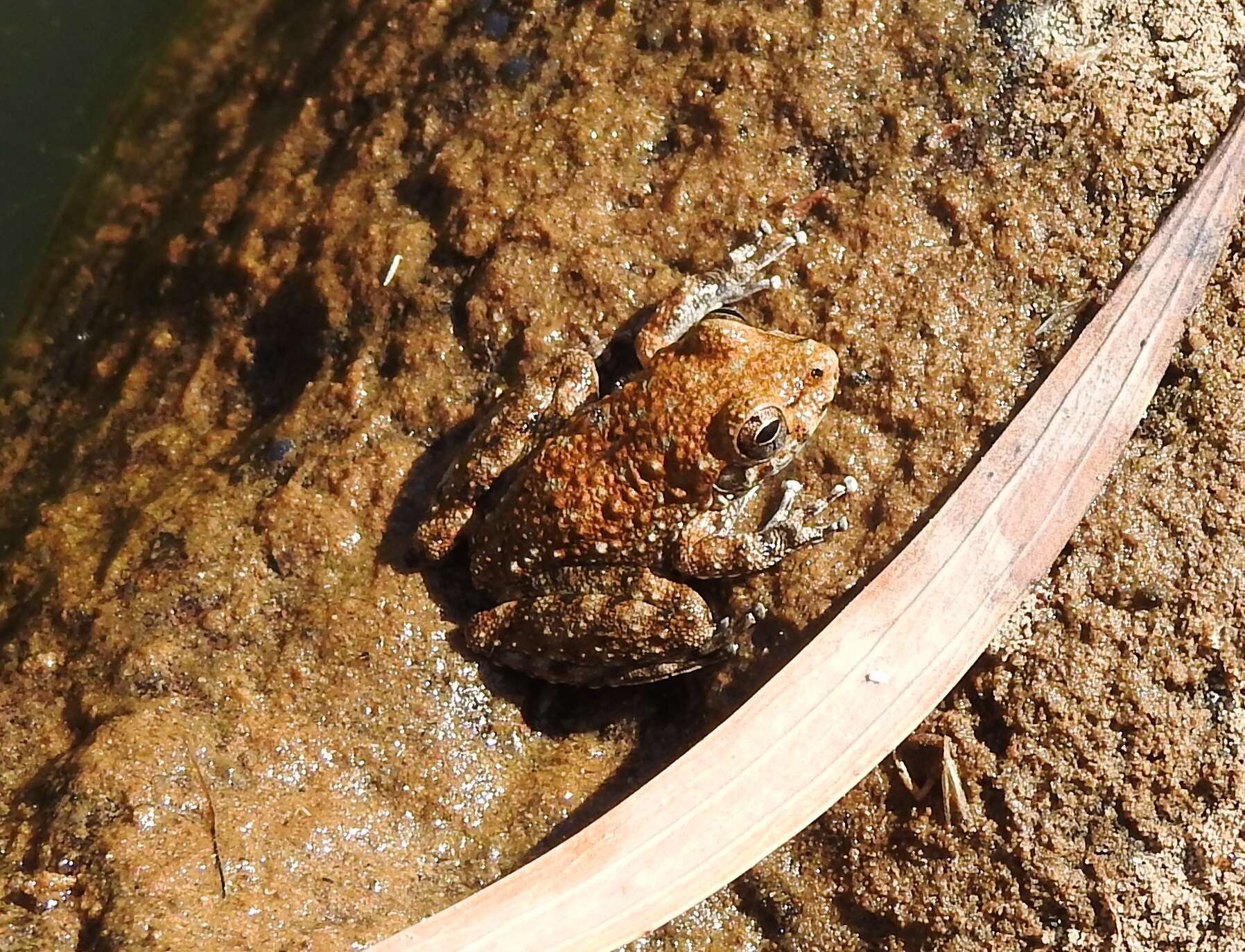 Litoria meiriana (Tyler 1969)的圖片