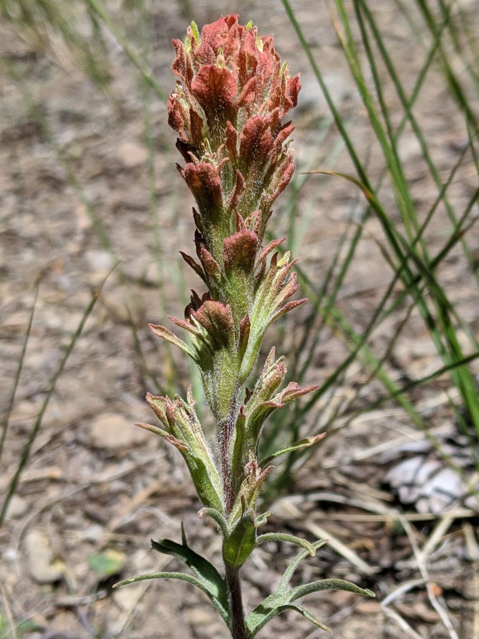 Image of cobwebby Indian paintbrush