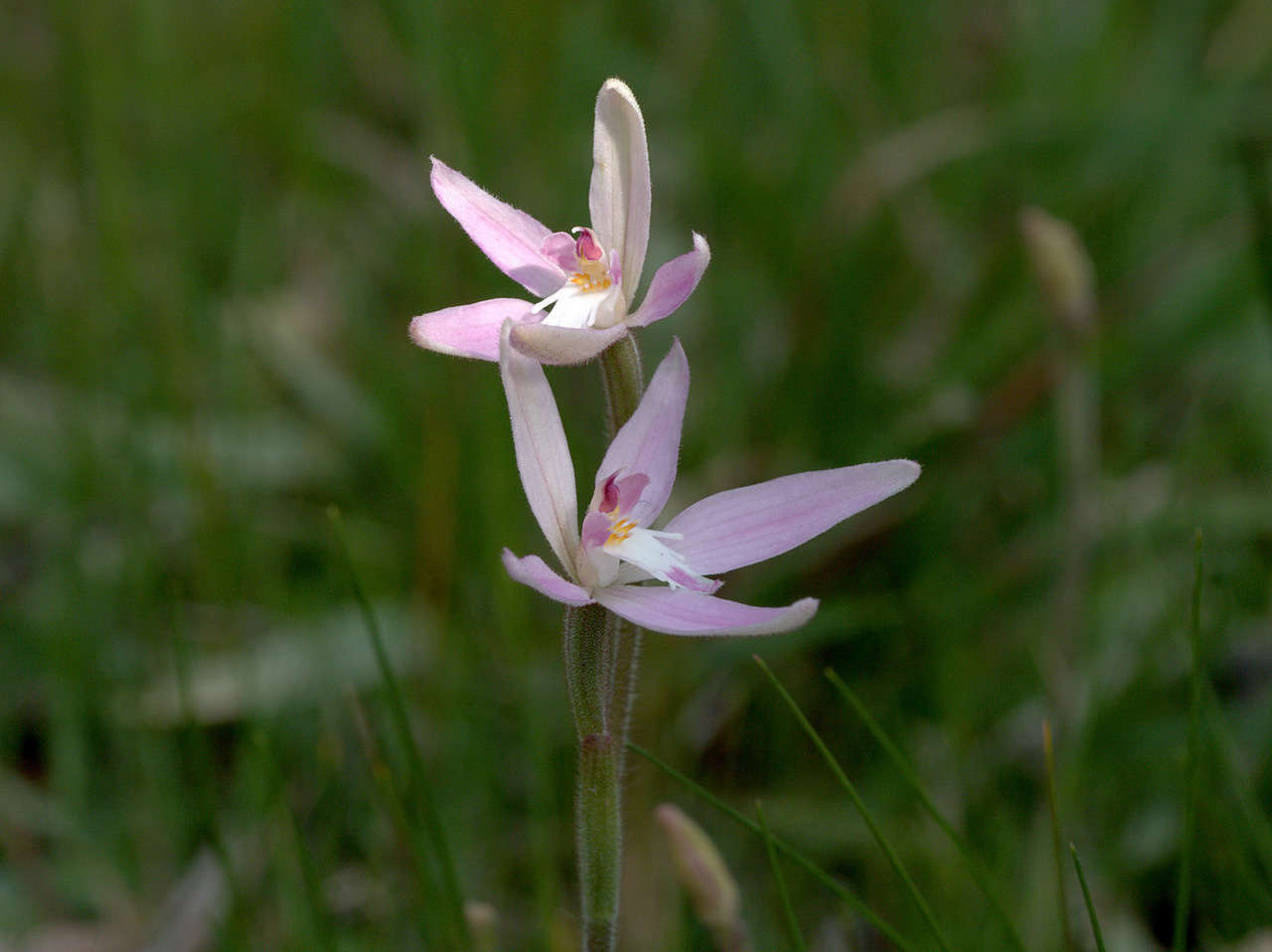 Image of Pink fairy orchid