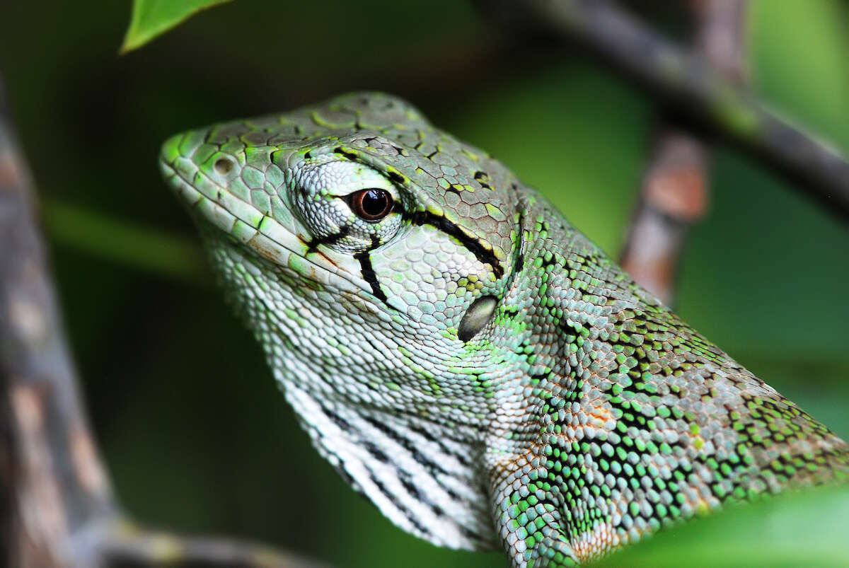 Plancia ëd Polychrus marmoratus (Linnaeus 1758)