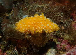 Image of white-spotted yellow nudibranch