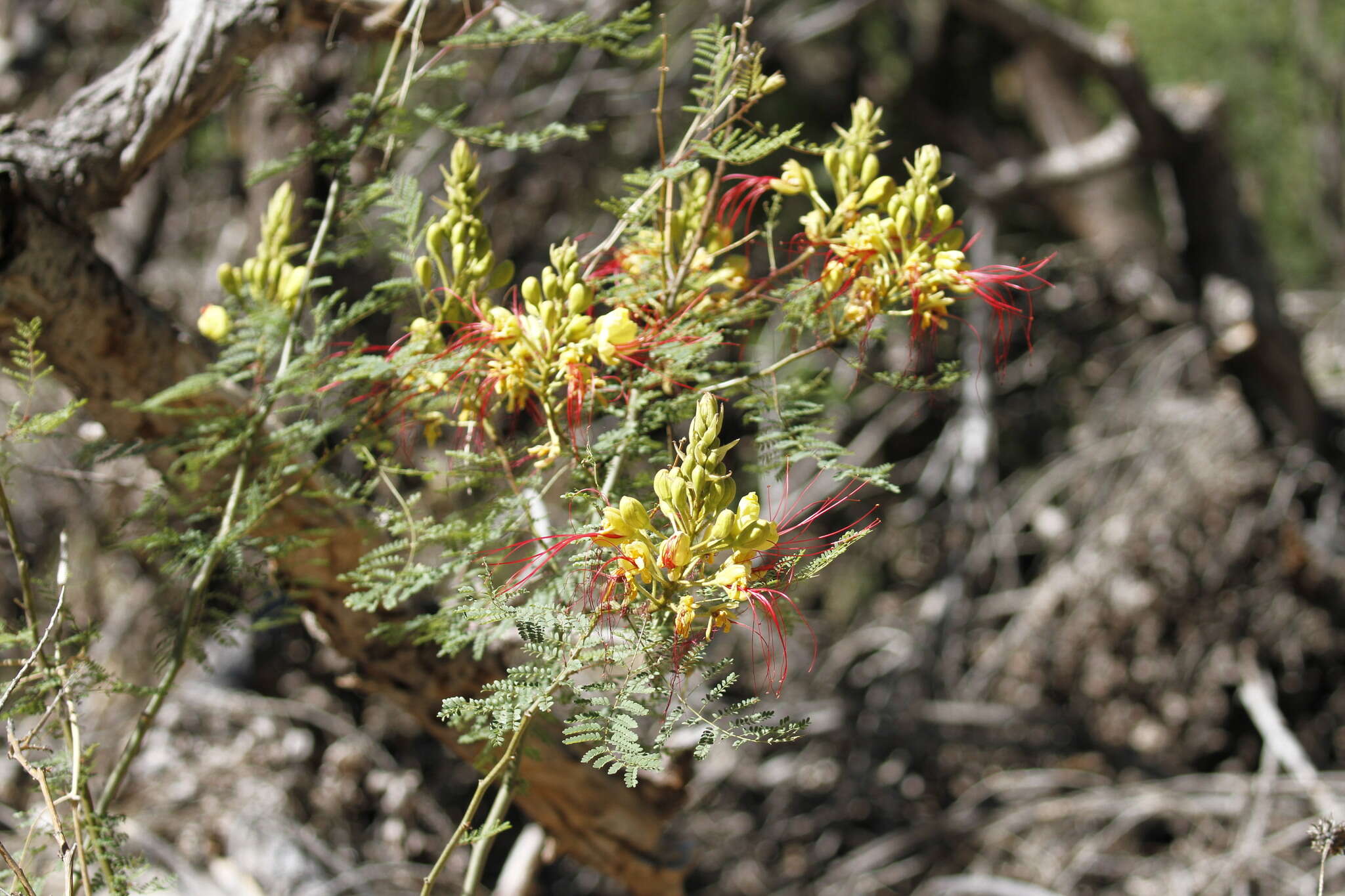 Image of bird-of-paradise shrub