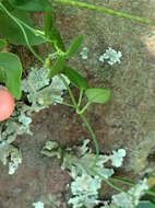 Image of Ceropegia linearis subsp. linearis