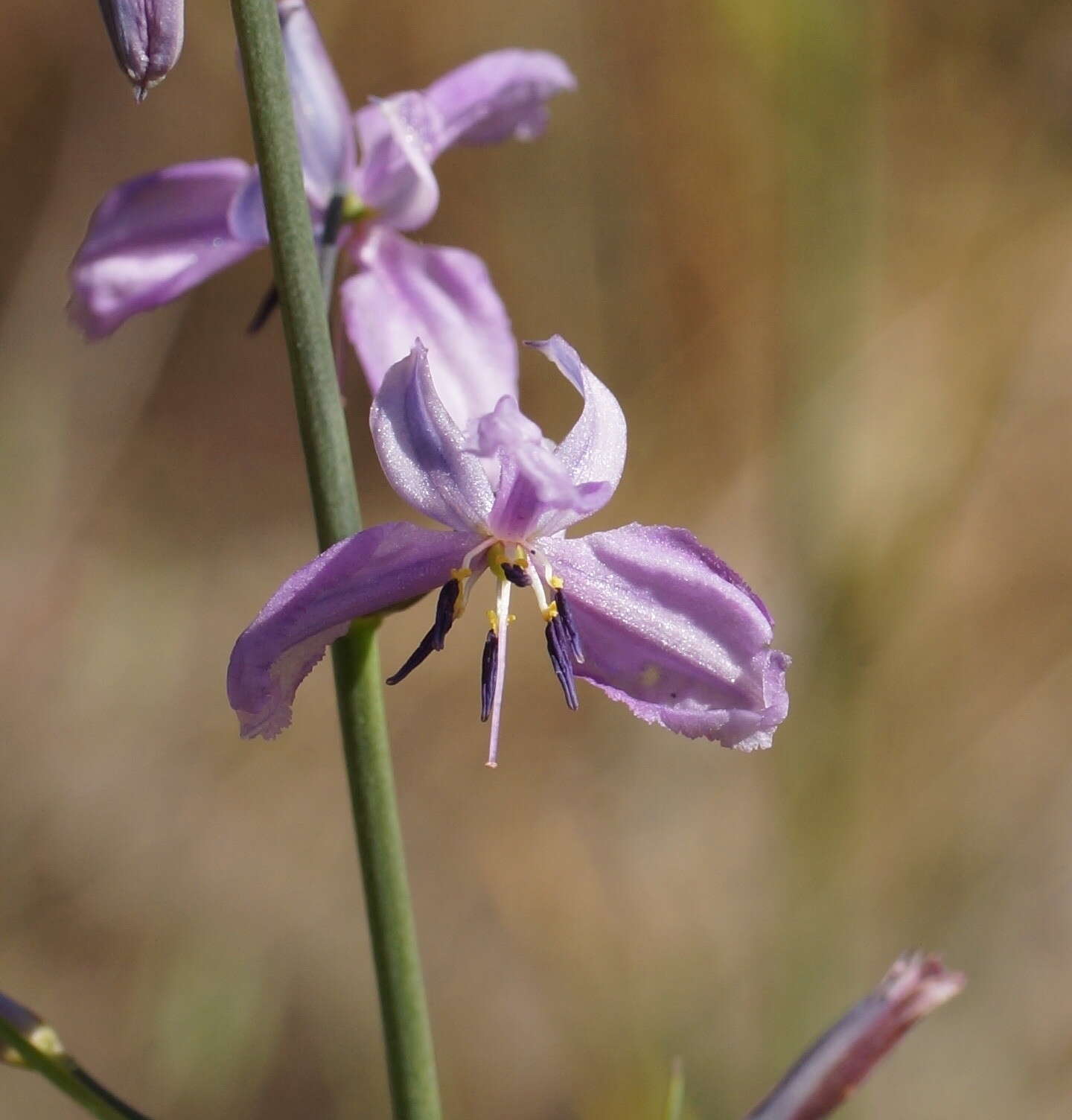 Image of Dichopogon