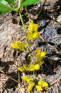 Image de Baptisia cinerea (Raf.) Fernald & B. G. Schub.