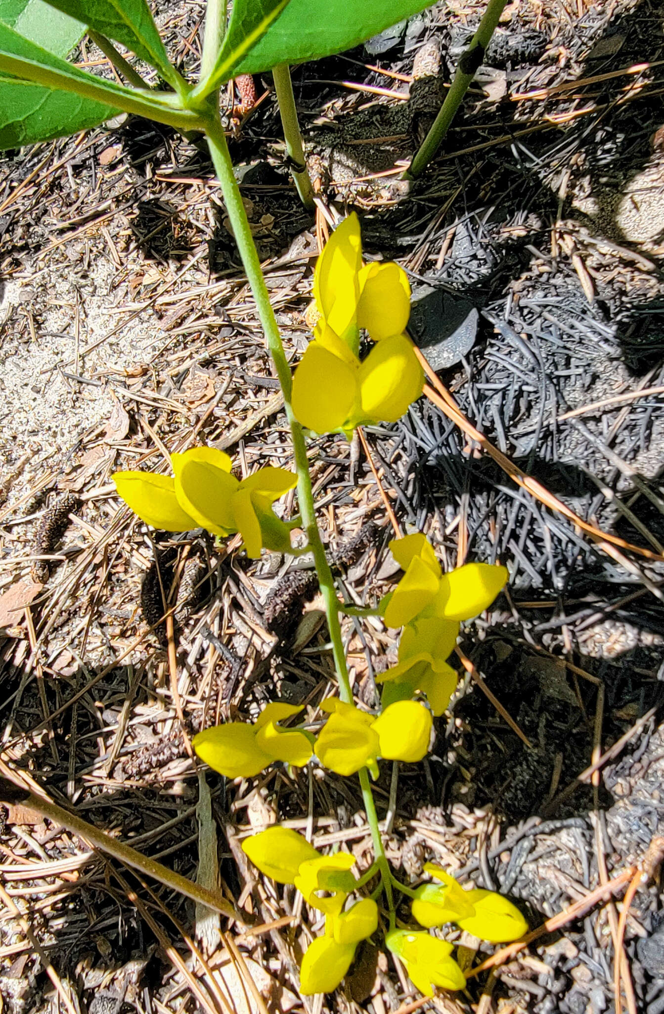 Image de Baptisia cinerea (Raf.) Fernald & B. G. Schub.