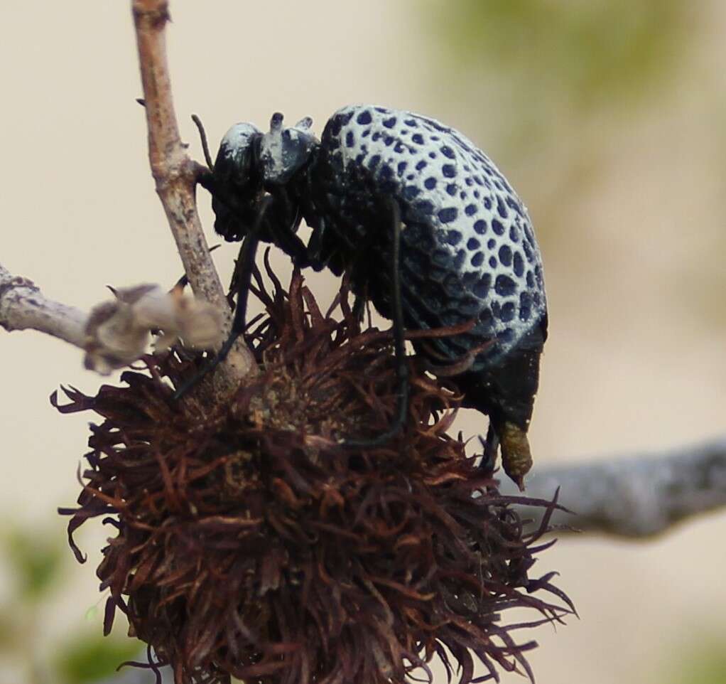 Image of Desert Spider Beetles