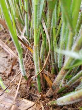 Image of Bush's umbrella-sedge