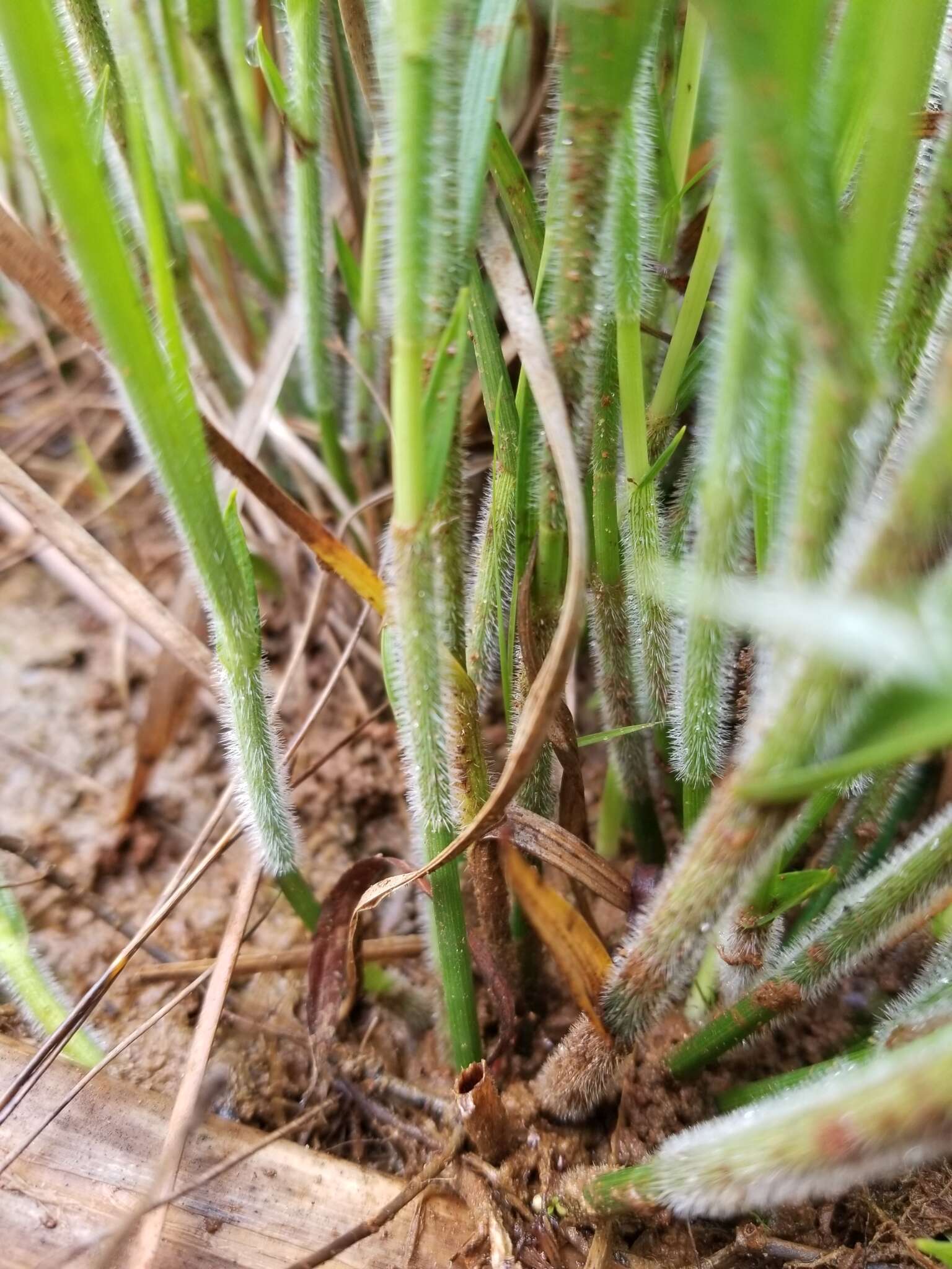 Image of Bush's umbrella-sedge