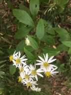 Image of Aster glehnii