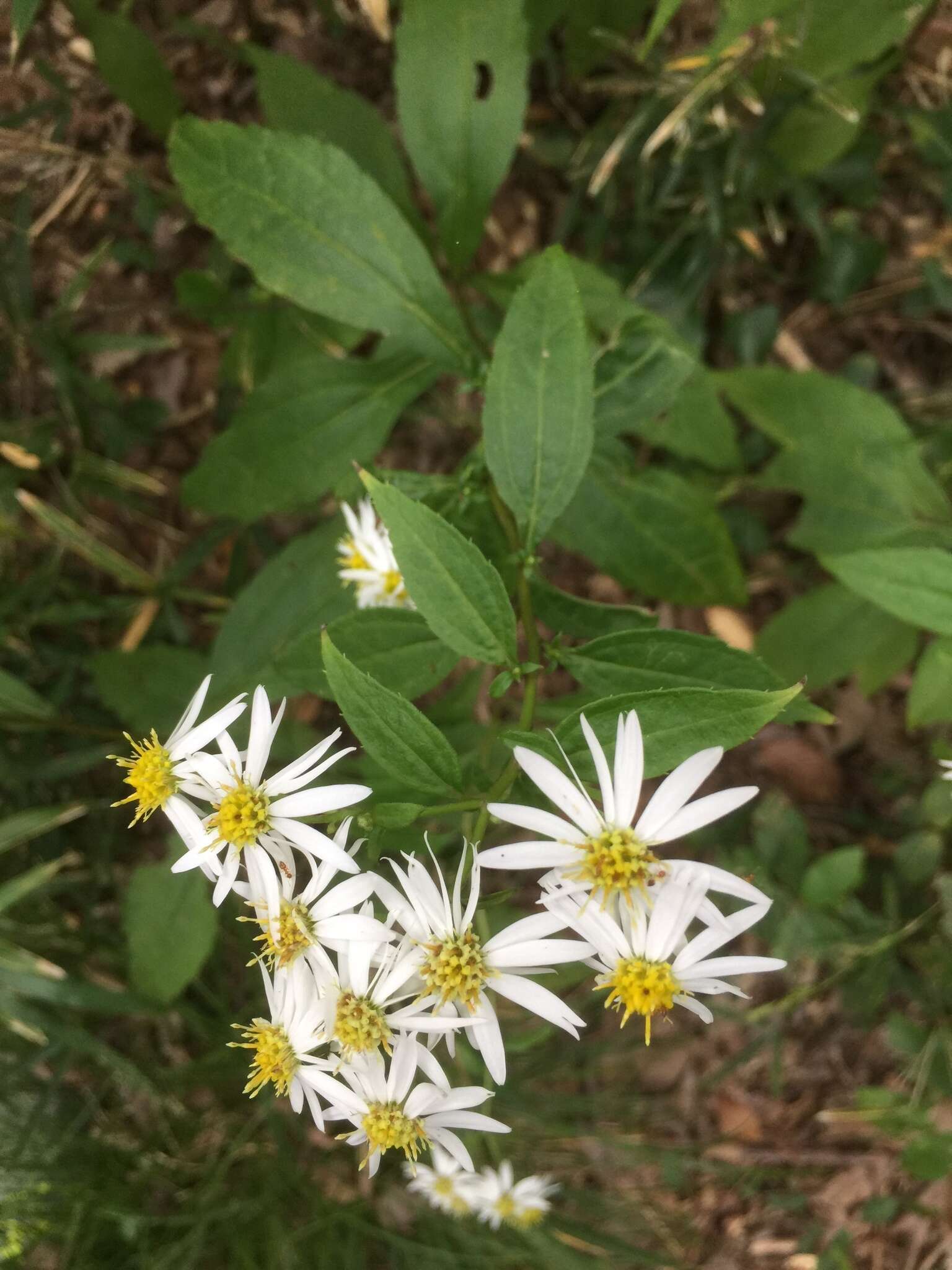 Image of Aster glehnii