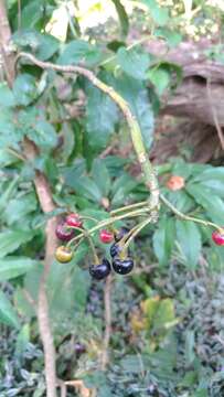 Image of Ardisia plant