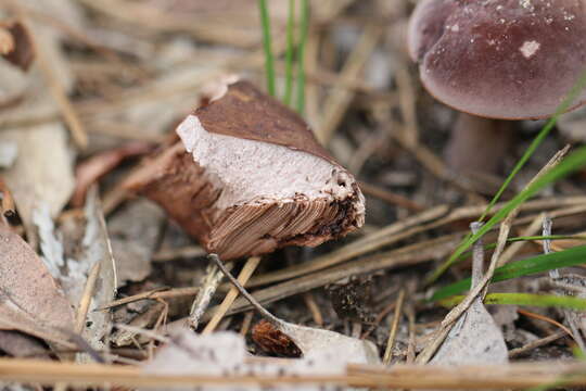 Image of Sutorius australiensis (Bougher & Thiers) Halling & N. A. Fechner 2012