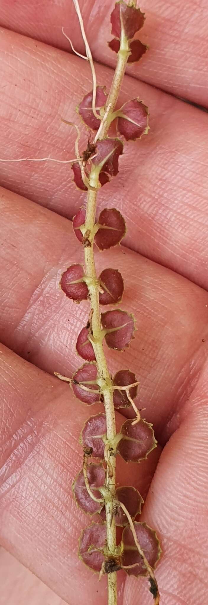 Image of Epilobium pedunculare A. Cunn.