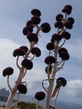 Image of Pleurophyllum criniferum Hook. fil.