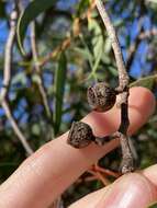 Image of Eucalyptus lateritica M. I. H. Brooker & S. D. Hopper