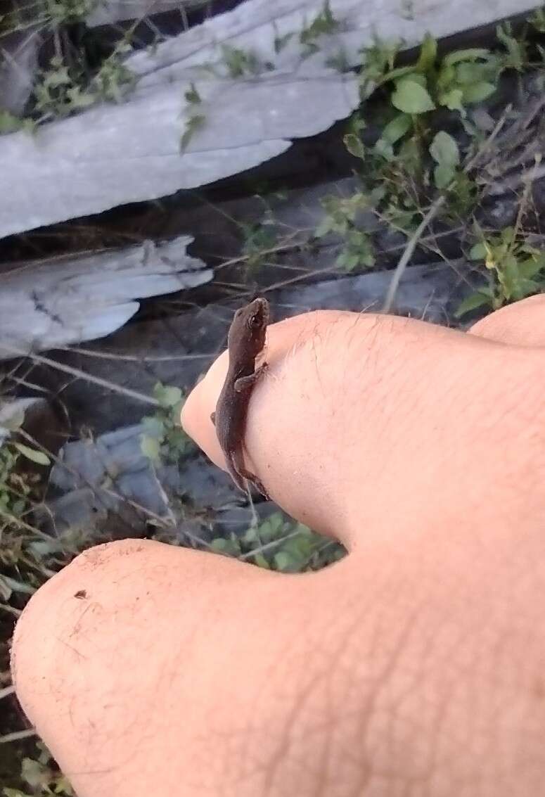 Image of Borelli's Marked Gecko