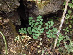 Image of Adiantum poiretii Wikstr.