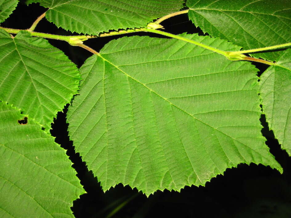 Image of Corylus sieboldiana Blume