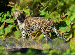 Image of Indian leopard