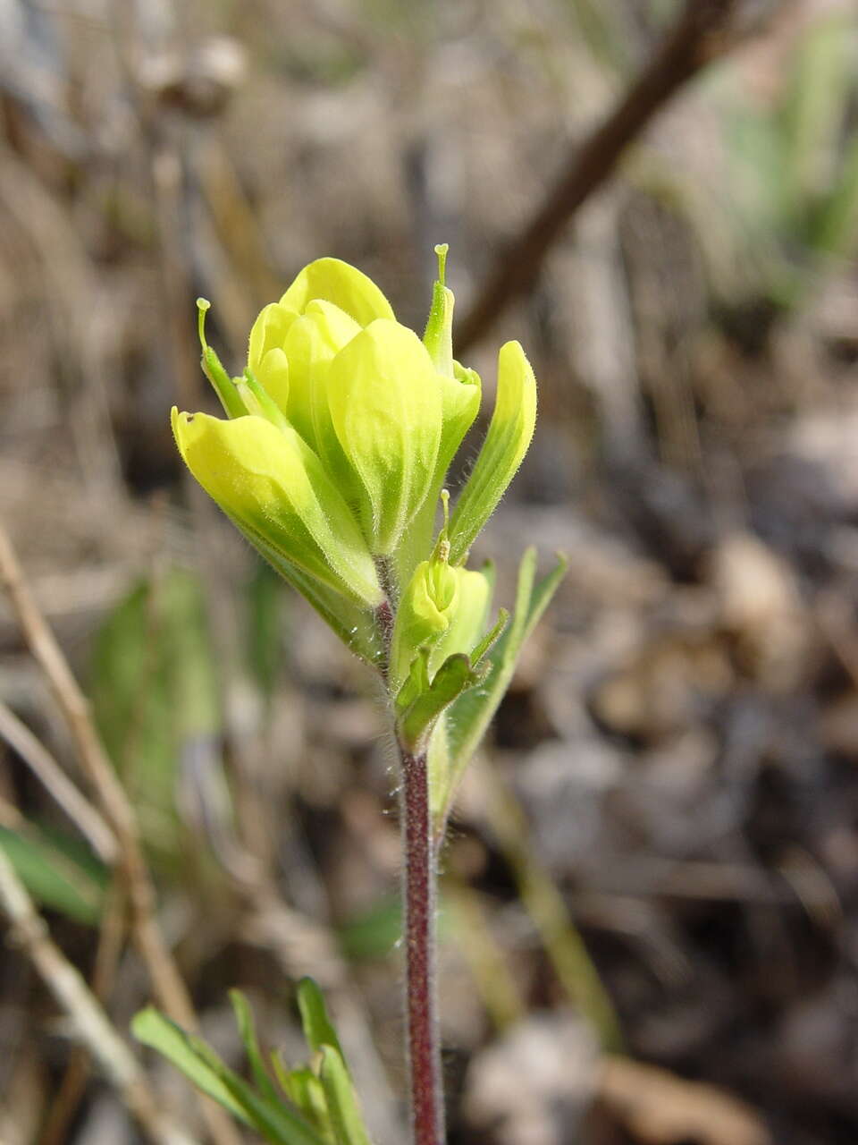 Слика од Castilleja kraliana J. R. Allison