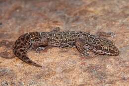 Image of Van Son's Gecko